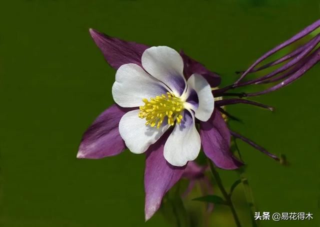 耧斗菜的鉴赏养护｜寻常巷陌，田野小草，娇艳不让名花
