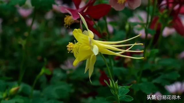 耧斗菜的鉴赏养护｜寻常巷陌，田野小草，娇艳不让名花
