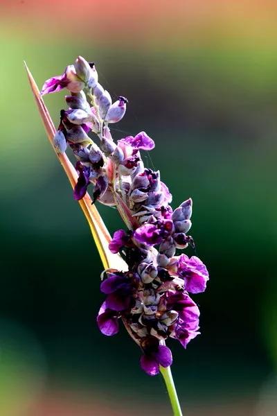 每日植物 | 再力花——素雅别致，水上天堂