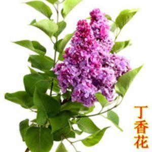 丁香，别名紫丁香，长江以北各庭园普遍栽培，花冠紫红色