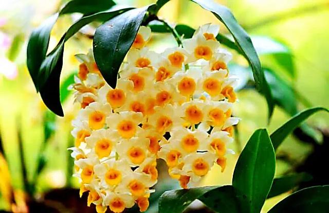 球花石斛～花姿优雅，花色鲜艳，玲珑可爱，气味芳香