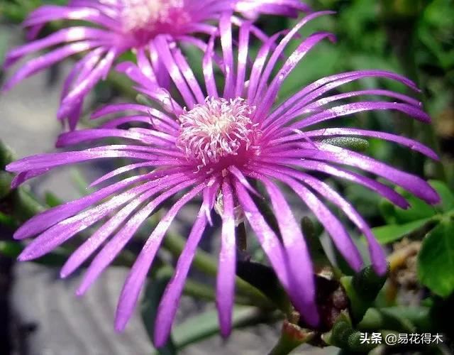多肉植物｜松叶菊日中花的辨识鉴赏与养护浅谈