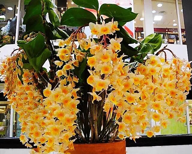 球花石斛～花姿优雅，花色鲜艳，玲珑可爱，气味芳香