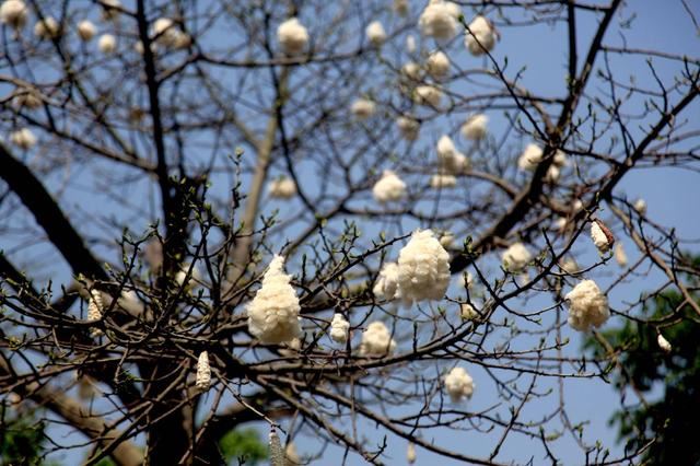 木棉纤维被誉为“植物软黄金”，花通常红色，有时橙红色