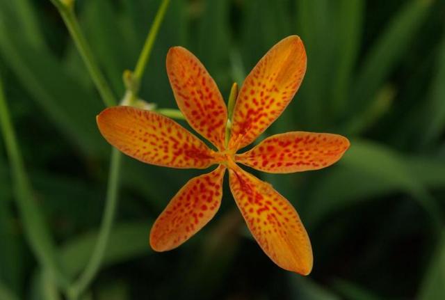 射干似蝶非蝶个性美，诚实中幸福逐渐到来