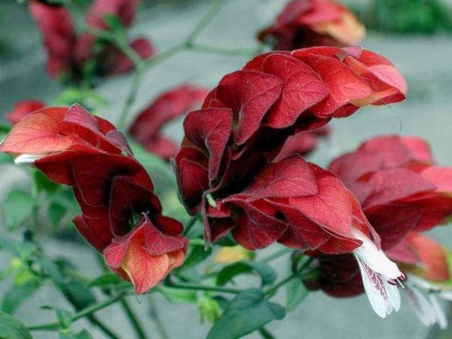 虾衣花花形奇特，花色多，学会嫩枝扦插的秘诀，拥有一座缤纷花园