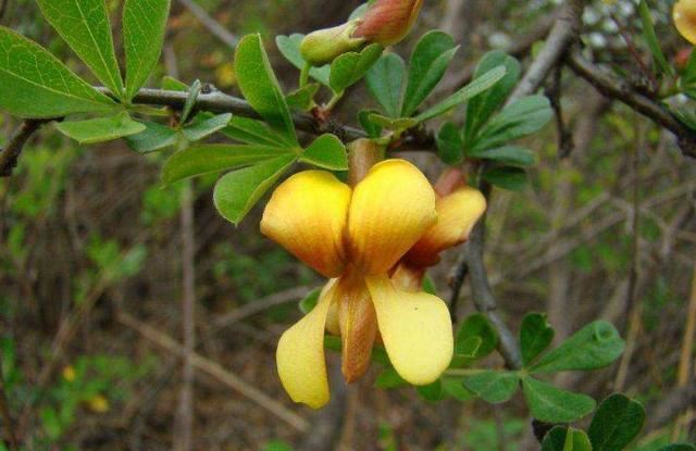 锦鸡儿又名金雀花，谦逊卑下幽雅整洁