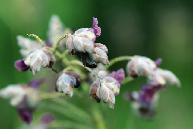 每日植物 | 再力花——素雅别致，水上天堂