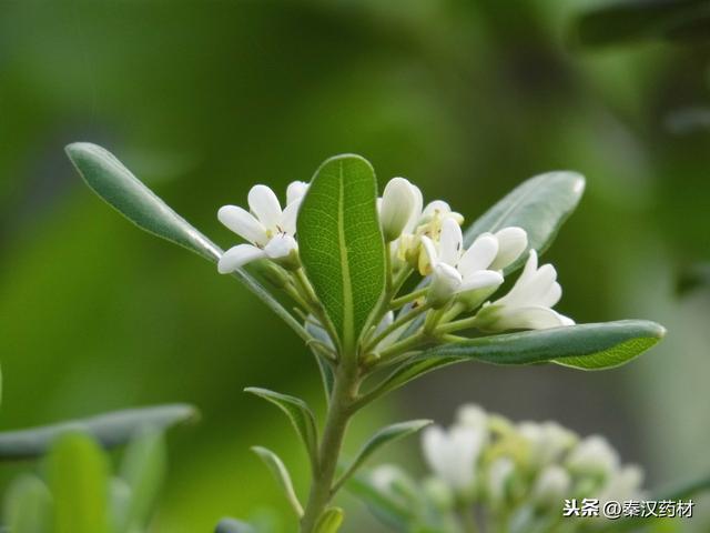 识花认草：海桐