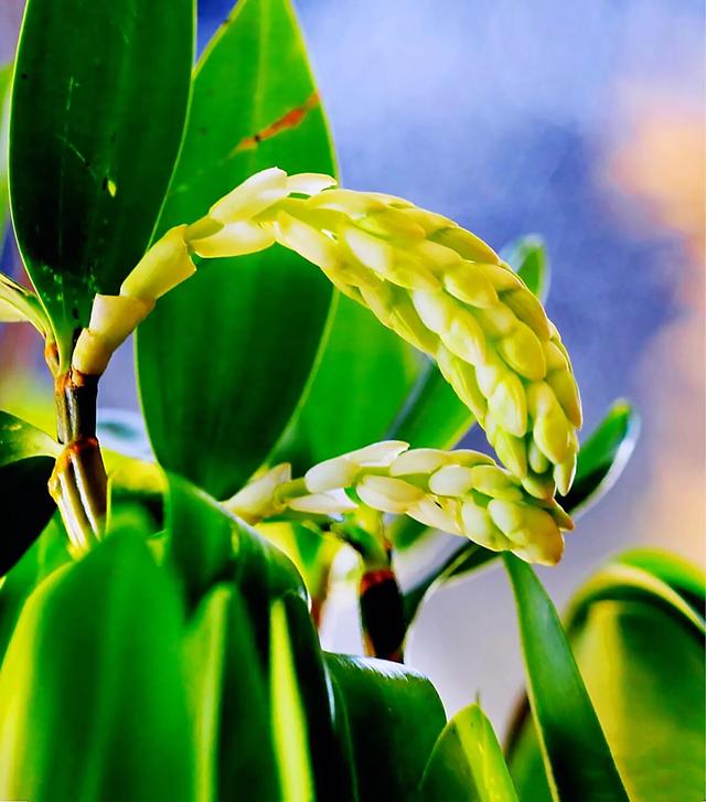 球花石斛～花姿优雅，花色鲜艳，玲珑可爱，气味芳香