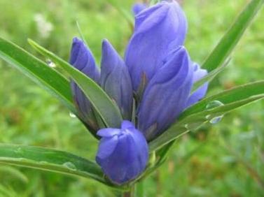 龙胆草，是一种比较罕见的植物，花淡紫红色