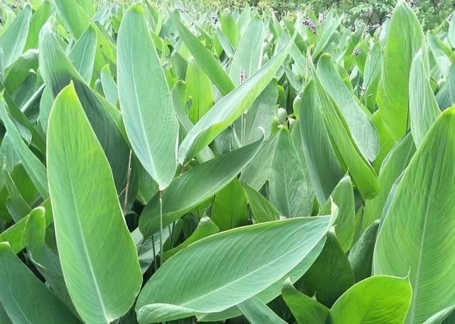 每日植物 | 再力花——素雅别致，水上天堂