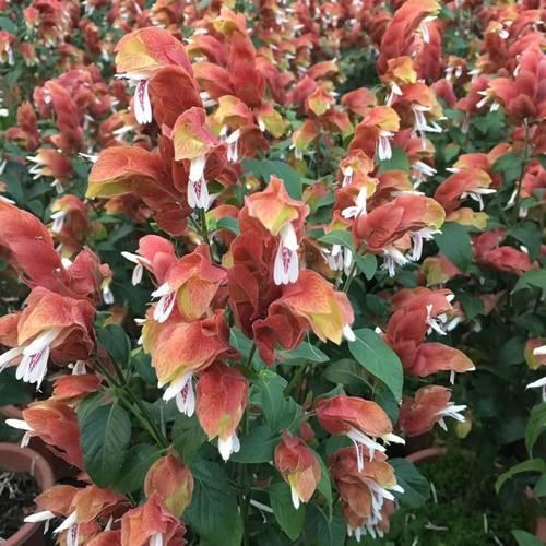 虾衣花花形奇特，花色多，学会嫩枝扦插的秘诀，拥有一座缤纷花园