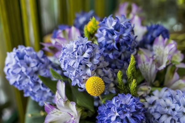 多年草本球根类植物，色彩丰富的风信子详情介绍