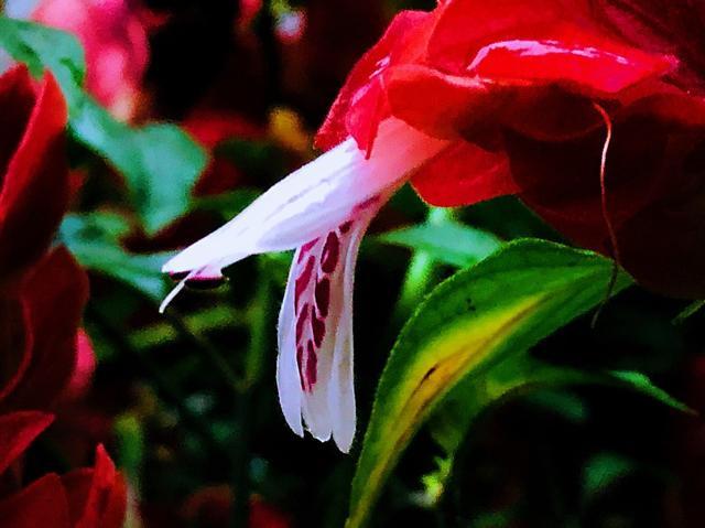 虾衣花花形奇特，花色多，学会嫩枝扦插的秘诀，拥有一座缤纷花园