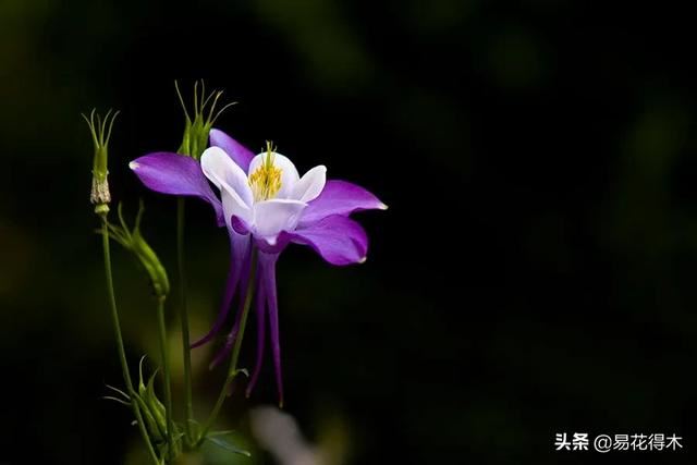 耧斗菜的鉴赏养护｜寻常巷陌，田野小草，娇艳不让名花