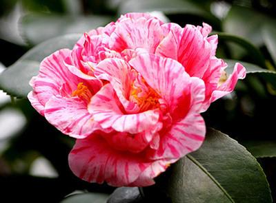 茶花是中国传统名花，世界名花之一，来看看有没有你喜欢的品种！