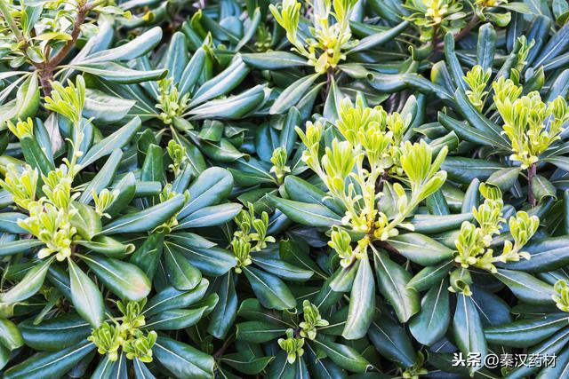 识花认草：海桐