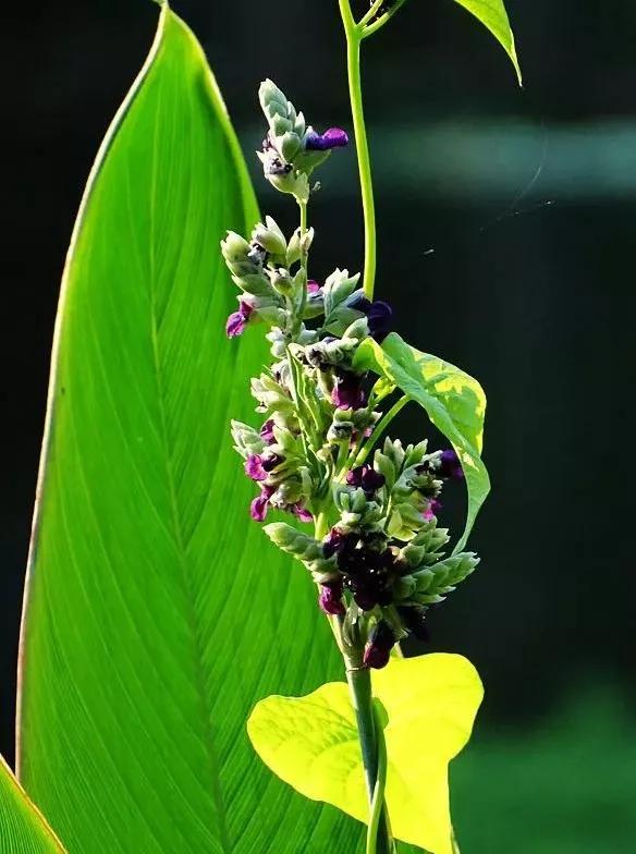 每日植物 | 再力花——素雅别致，水上天堂