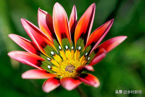 每日春花|扶郎花：更无柳絮倚风起，惟有扶郎向日倾