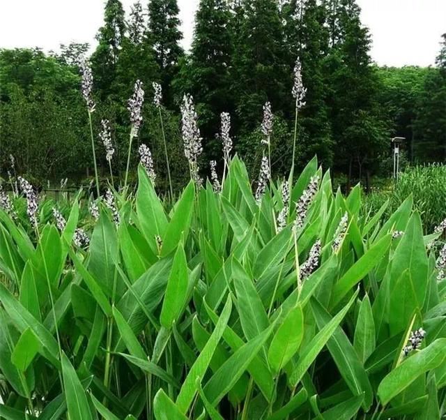 每日植物 | 再力花——素雅别致，水上天堂