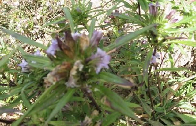 龙胆草，是一种比较罕见的植物，花淡紫红色