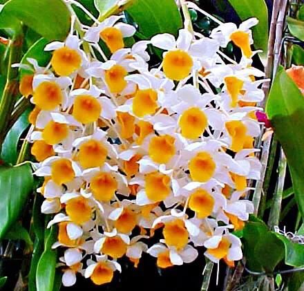 球花石斛～花姿优雅，花色鲜艳，玲珑可爱，气味芳香