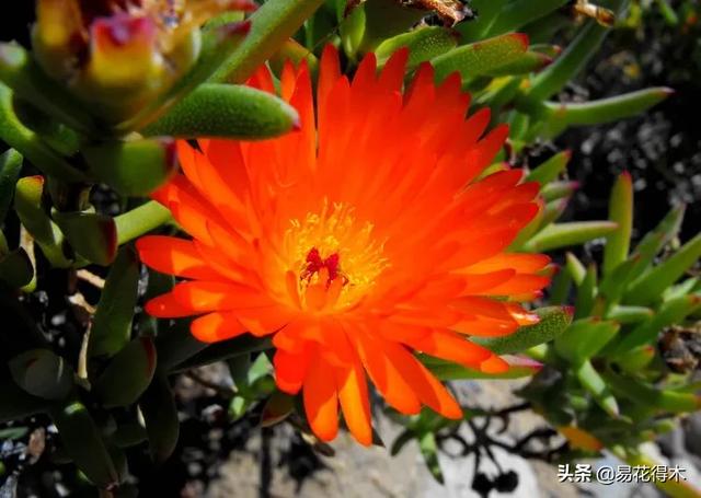 多肉植物｜松叶菊日中花的辨识鉴赏与养护浅谈