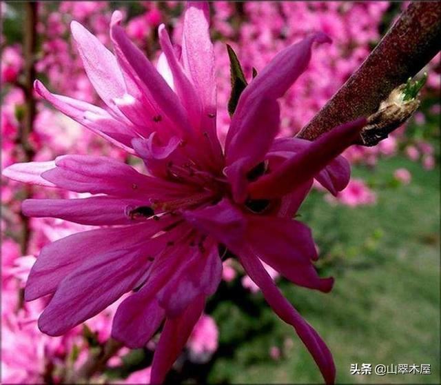 菊花桃，美成了仙