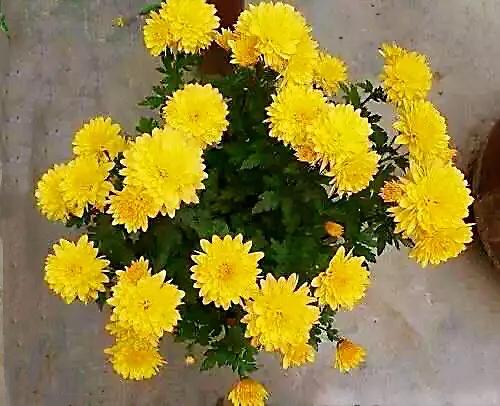 矮型四季菊～观赏花卉中的佳品