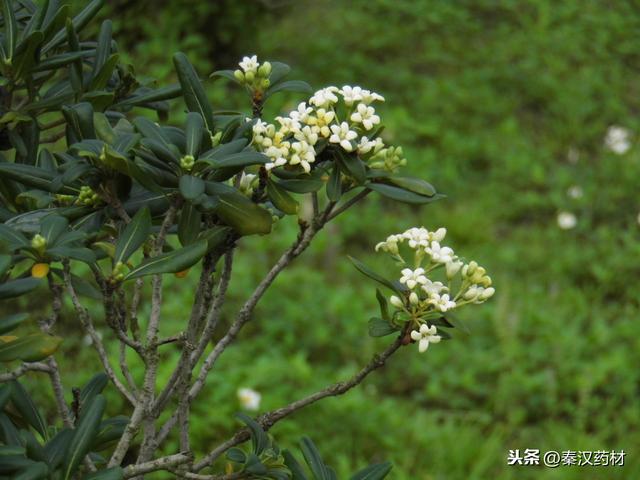 识花认草：海桐
