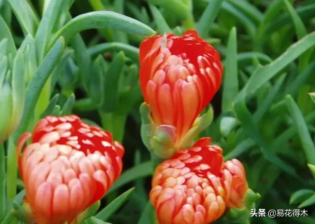 多肉植物｜松叶菊日中花的辨识鉴赏与养护浅谈