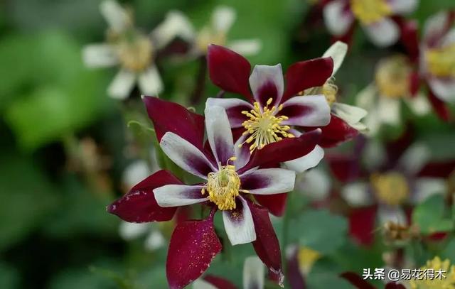 耧斗菜的鉴赏养护｜寻常巷陌，田野小草，娇艳不让名花