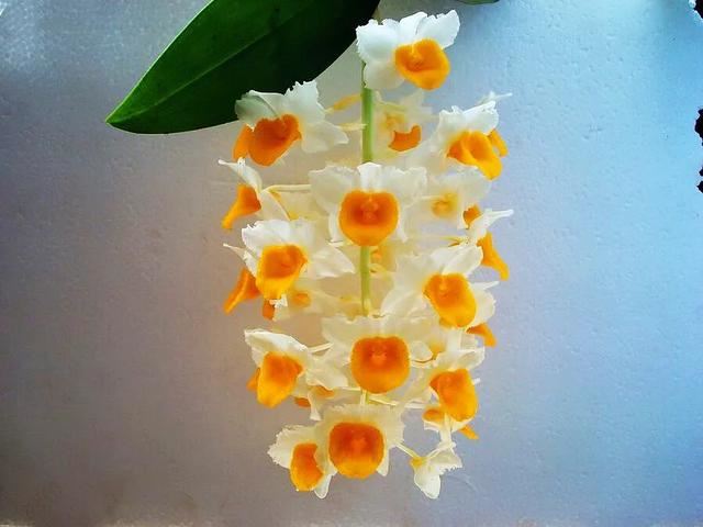 球花石斛～花姿优雅，花色鲜艳，玲珑可爱，气味芳香