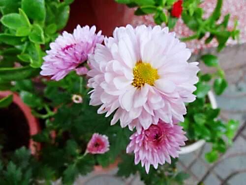 矮型四季菊～观赏花卉中的佳品