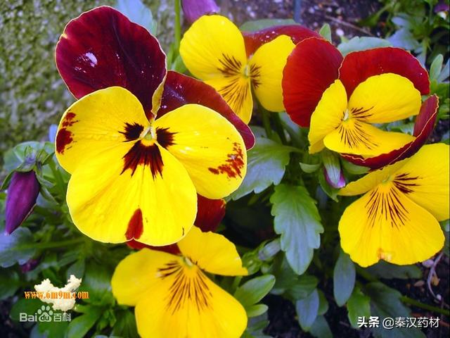 识花草：三色堇