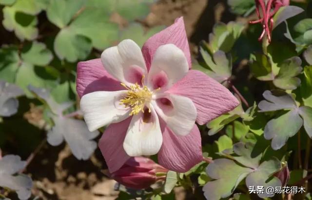 耧斗菜的鉴赏养护｜寻常巷陌，田野小草，娇艳不让名花