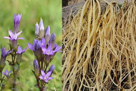 龙胆草，是一种比较罕见的植物，花淡紫红色