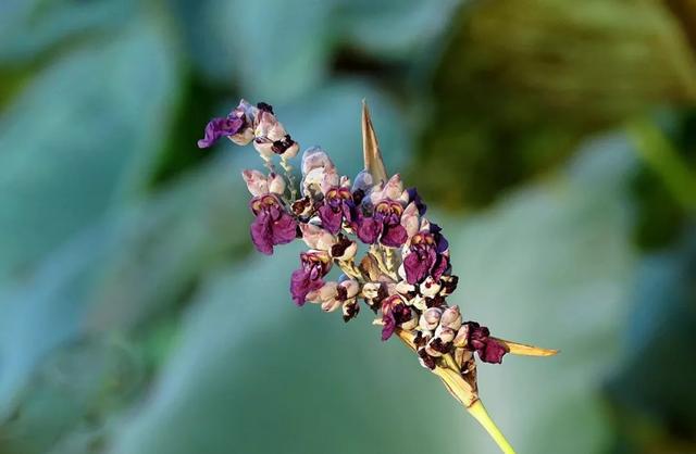 每日植物 | 再力花——素雅别致，水上天堂