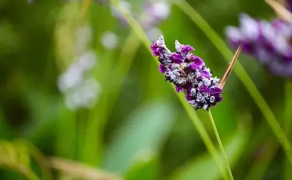 每日植物 | 再力花——素雅别致，水上天堂