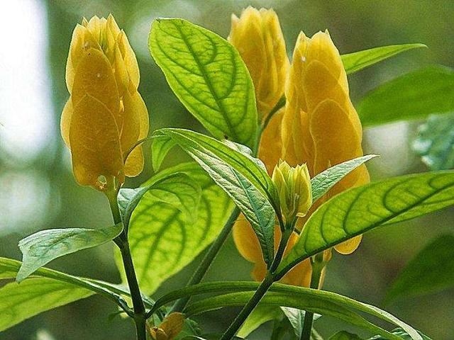 观赏花卉——金苞花