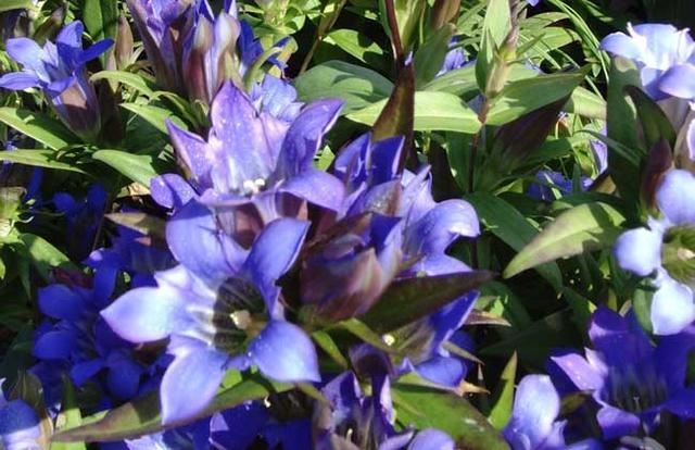 龙胆草，是一种比较罕见的植物，花淡紫红色