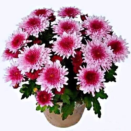 矮型四季菊～观赏花卉中的佳品