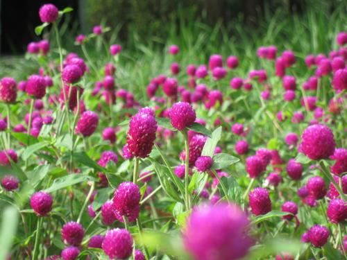 中国南北各省均可栽培，千日红种植详情