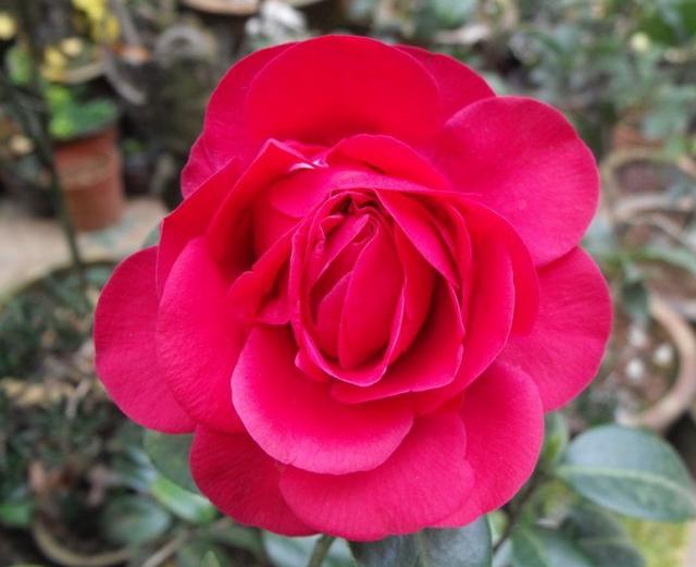 茶花是中国传统名花，世界名花之一，来看看有没有你喜欢的品种！