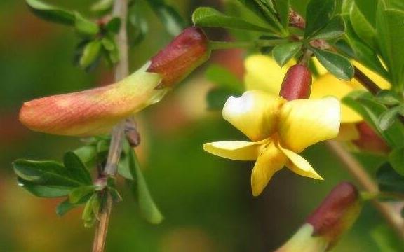锦鸡儿又名金雀花，谦逊卑下幽雅整洁