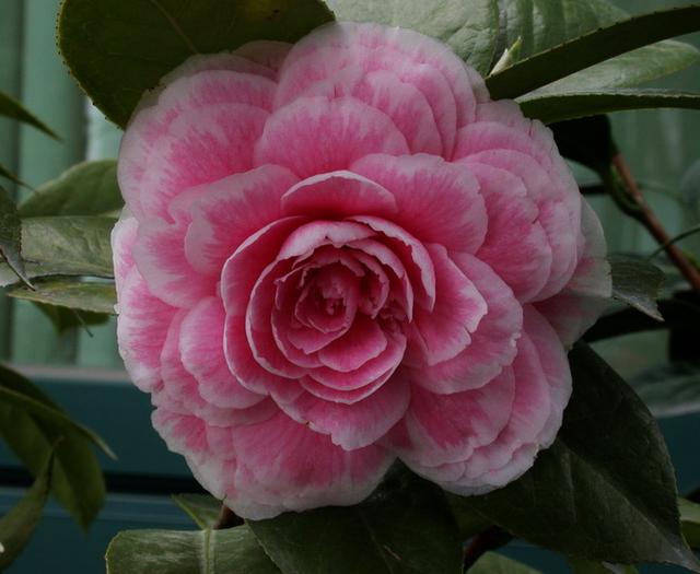 茶花是中国传统名花，世界名花之一，来看看有没有你喜欢的品种！