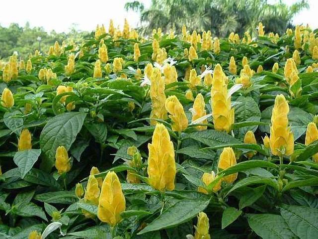 观赏花卉——金苞花