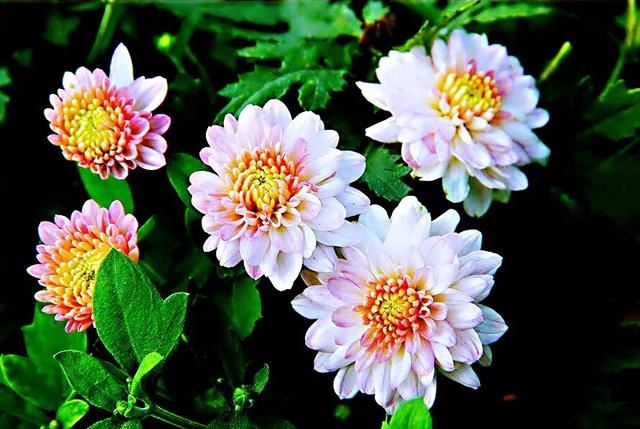 矮型四季菊～观赏花卉中的佳品