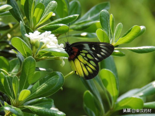 识花认草：海桐